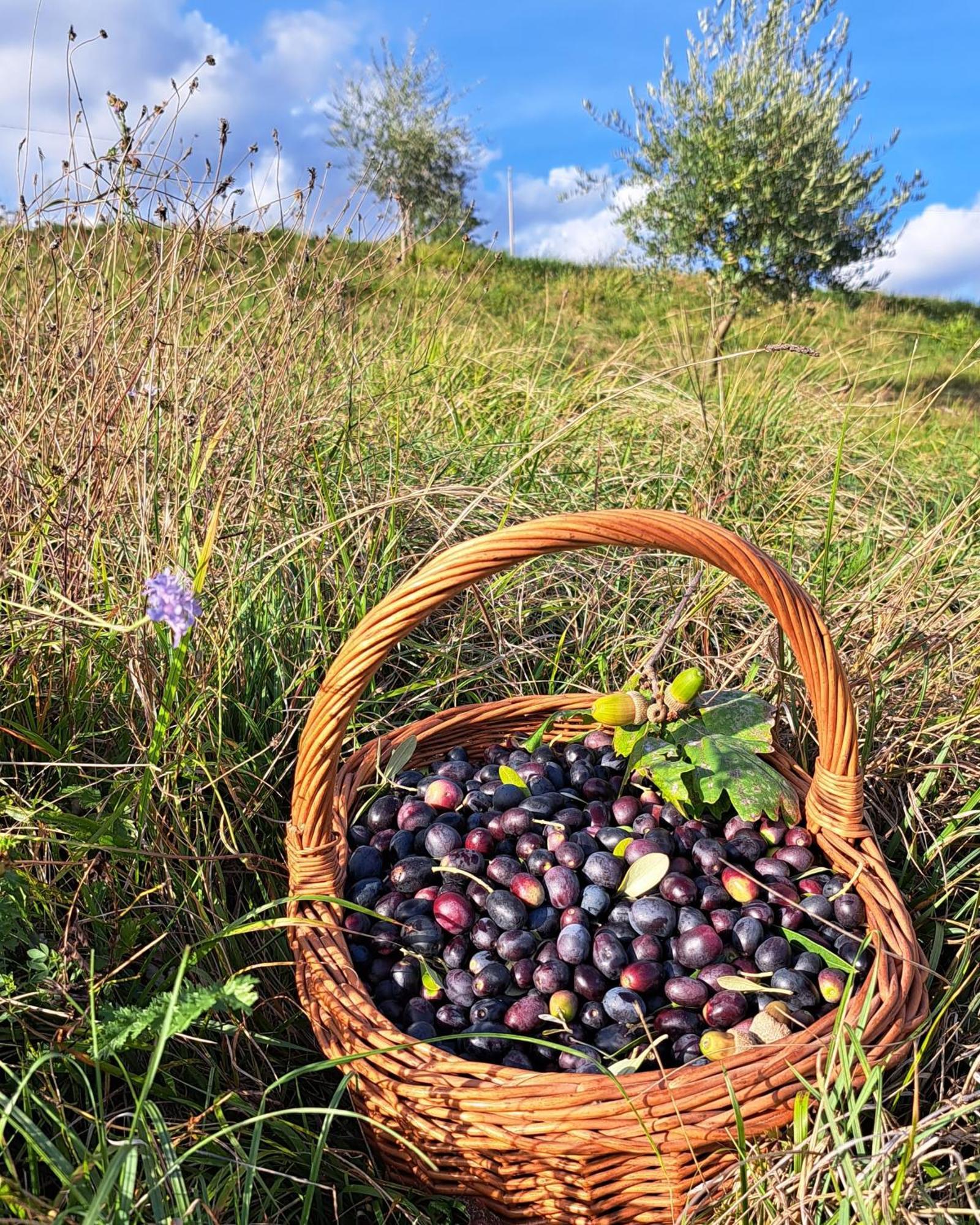 Agriturismo Riva Beata 卡瓦索德图巴 外观 照片